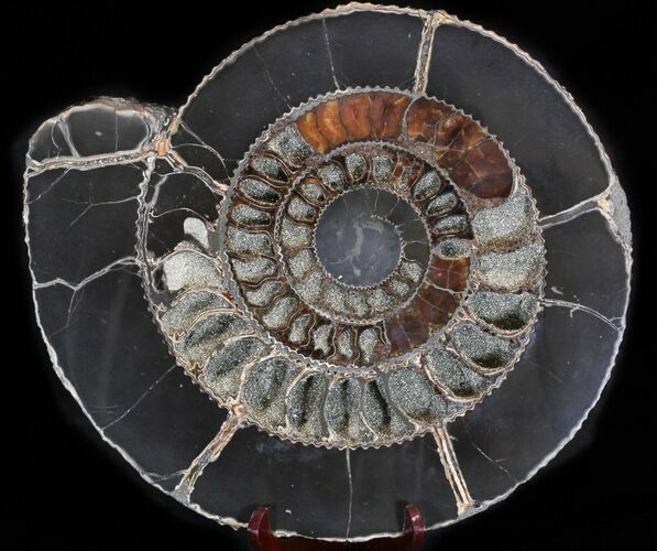 Sliced Speetoniceras Ammonite With Druzy Pyrite #37862